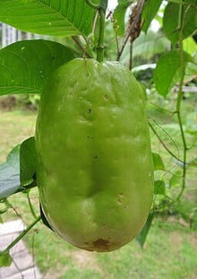 Giant Granadilla Plant 111-Lalo Melo