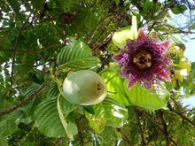 Giant Granadilla Plant 111-Lalo Melo