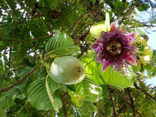 Load image into Gallery viewer, Giant Granadilla Plant, World&#39;s Largest Passion Fruit Vine
