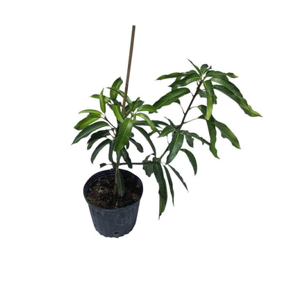 Glenn Mango Tree, Grafted, 3 Gal Container from Florida