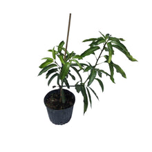 Glenn Mango Tree, Grafted Fruit Trees 100-Carlos Tropical Fruits 