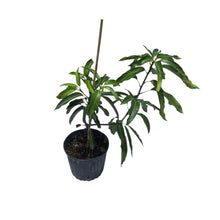 Load image into Gallery viewer, Glenn Mango Tree, Grafted, 3 Gal Container from Florida

