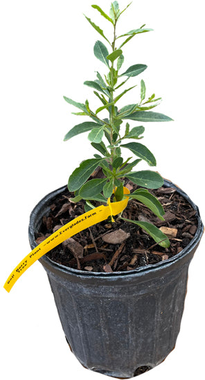 Goji Berry Plant Everglades Farm