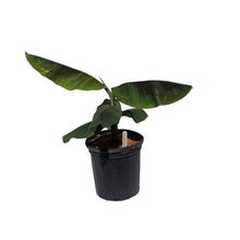 Load image into Gallery viewer, GoldFinger Banana Tree, 2 Feet Tall, 3 Gal Container from Florida
