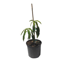 Gold Nugget Mango Tree, Grafted Fruit Trees 111-Lalo Melo 