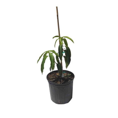 Gold Nugget Mango Tree, Grafted, 3-Gal Container from Florida