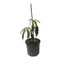 Load image into Gallery viewer, Gold Nugget Mango Tree, Grafted, 3-Gal Container from Florida
