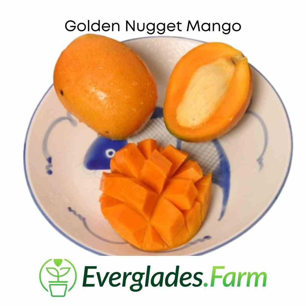 Golden Nugget Mango Tree, Grafted 110-Guacalina Nursery & Broker 