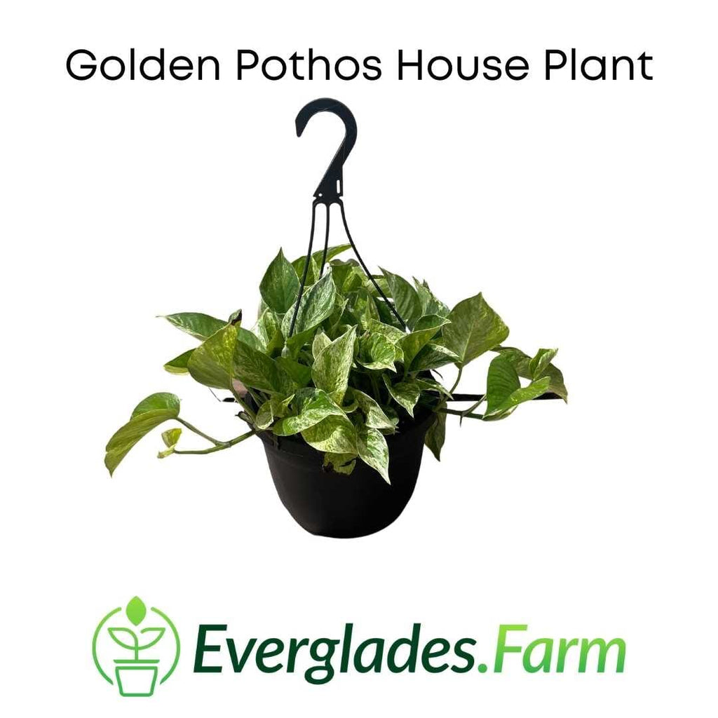 Golden Pothos House Plant 115-Orlando Nursery