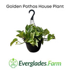 Golden Pothos House Plant 115-Orlando Nursery