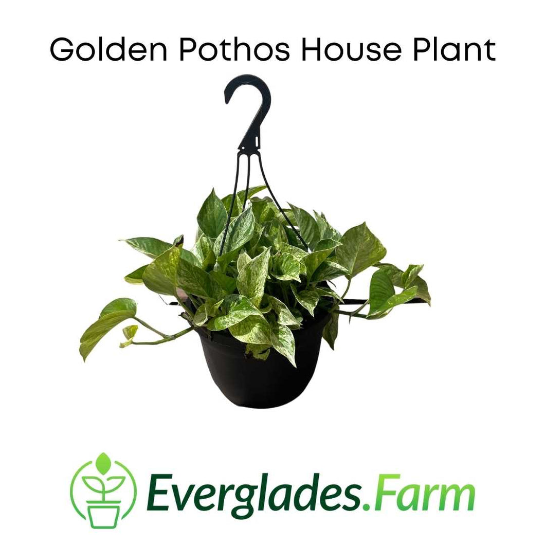 golden pothos house plant - everglades farm
