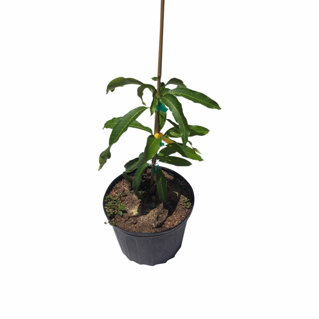 Graham Mango Tree, Dwarf, Grafted, 3 Gal Container from Florida