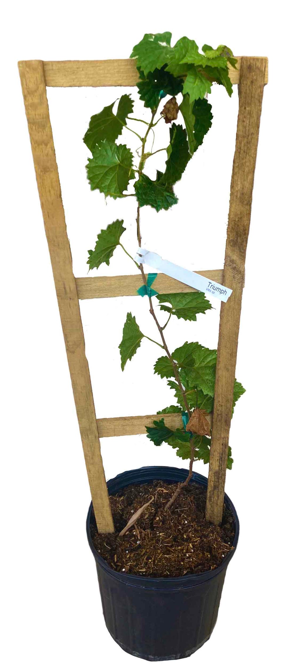 Triumph, Muscadine, Grape Plant 103-Pine Island Nursery 