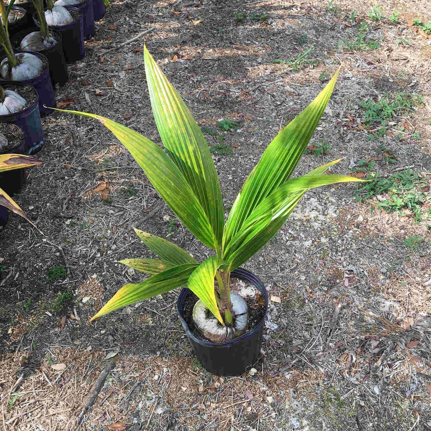 Coconut Palm Malayan Dwarf, Green, 3-gal Container from Florida Fruit Trees Everglades Farm 