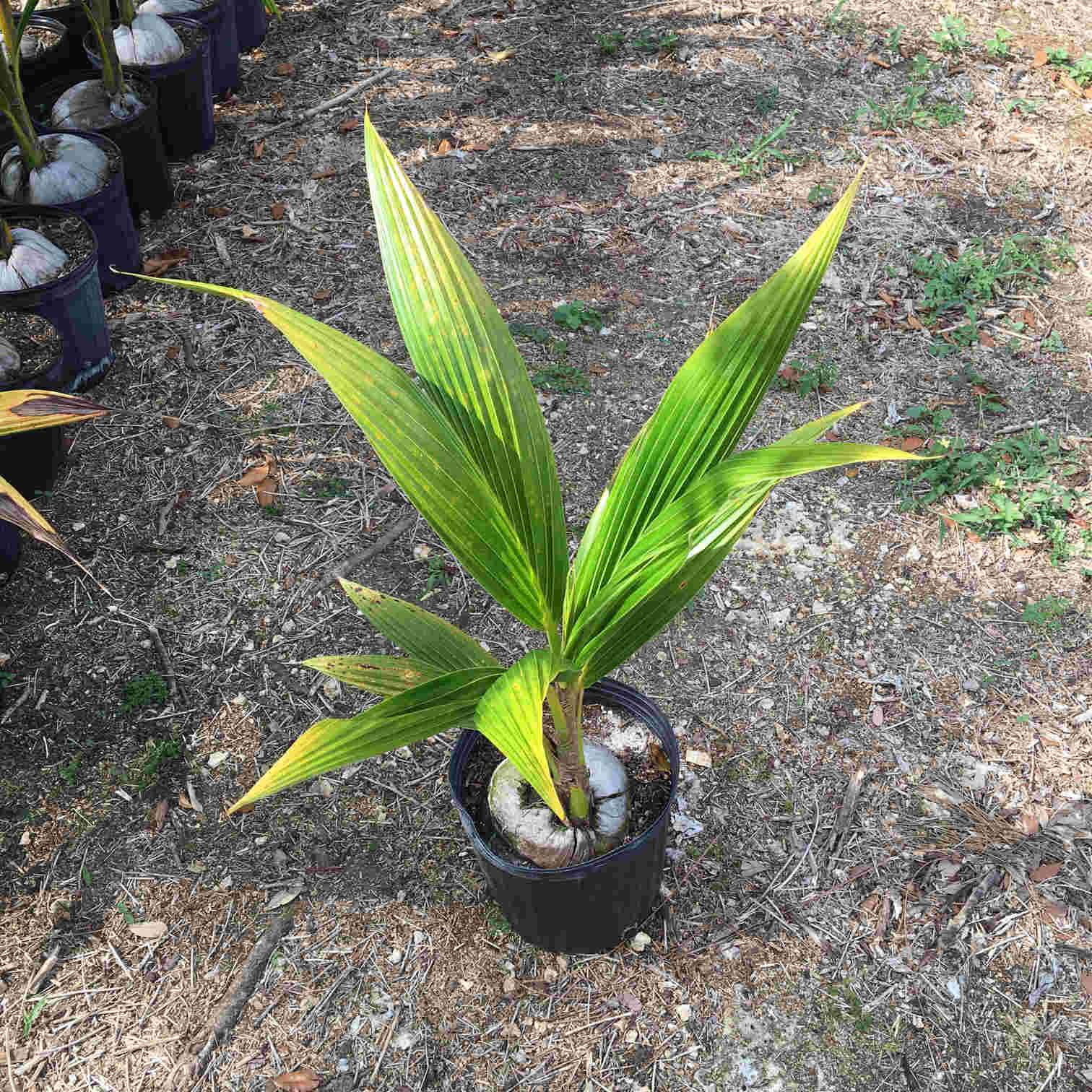 Coconut Palm Tree Plant, Malayan Dwarf 2 feet, 3-gal Container from Florida