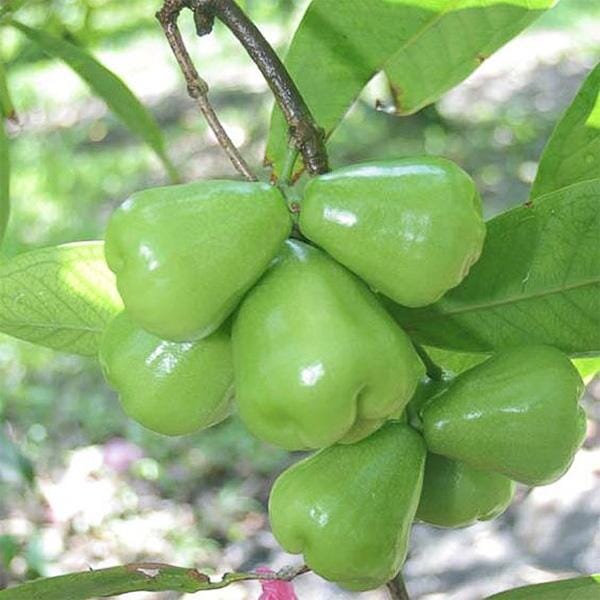 Wax Jambu Tree, Green Fruit Trees 103-Pine Island Nursery 
