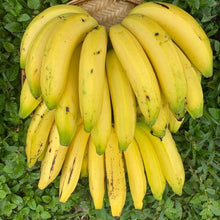 Gros Michel Banana Tree Fruit Trees 109-Going Bananas