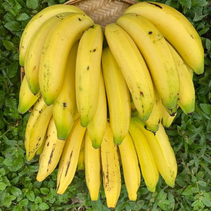 Gros Michel Banana Tree