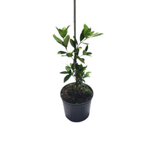 Red Grumichama Brazilian Cherry Plant Fruit Trees 100-Carlos Tropical Fruits
