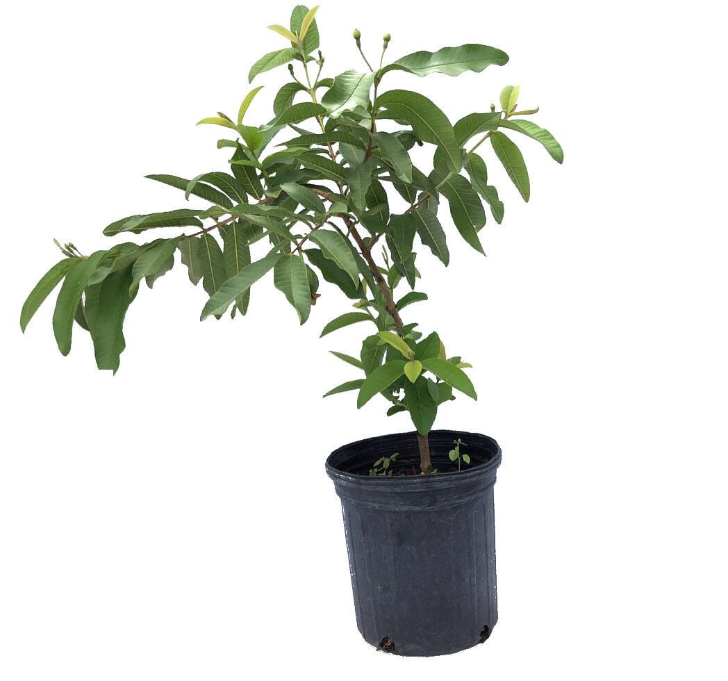 Rose Guava Tree Rose Grafted Fruit Trees 100-Carlos Tropical Fruits