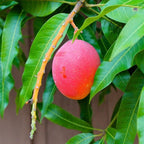 Haden Mango Tree Grafted Fruit Trees 100-Carlos Tropical Fruits