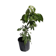Hakip Lychee Tree, Air-Layered, 2 Feet Tall, 3-Gal Container from Florida