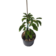 Hall Avocado Tree, Grafted, Cold Hardy, 3 Gal Container from Florida