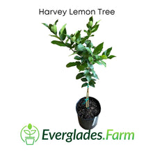 Load image into Gallery viewer, Harvey Lemon Tree 2-3 feet tall for sale from Florida
