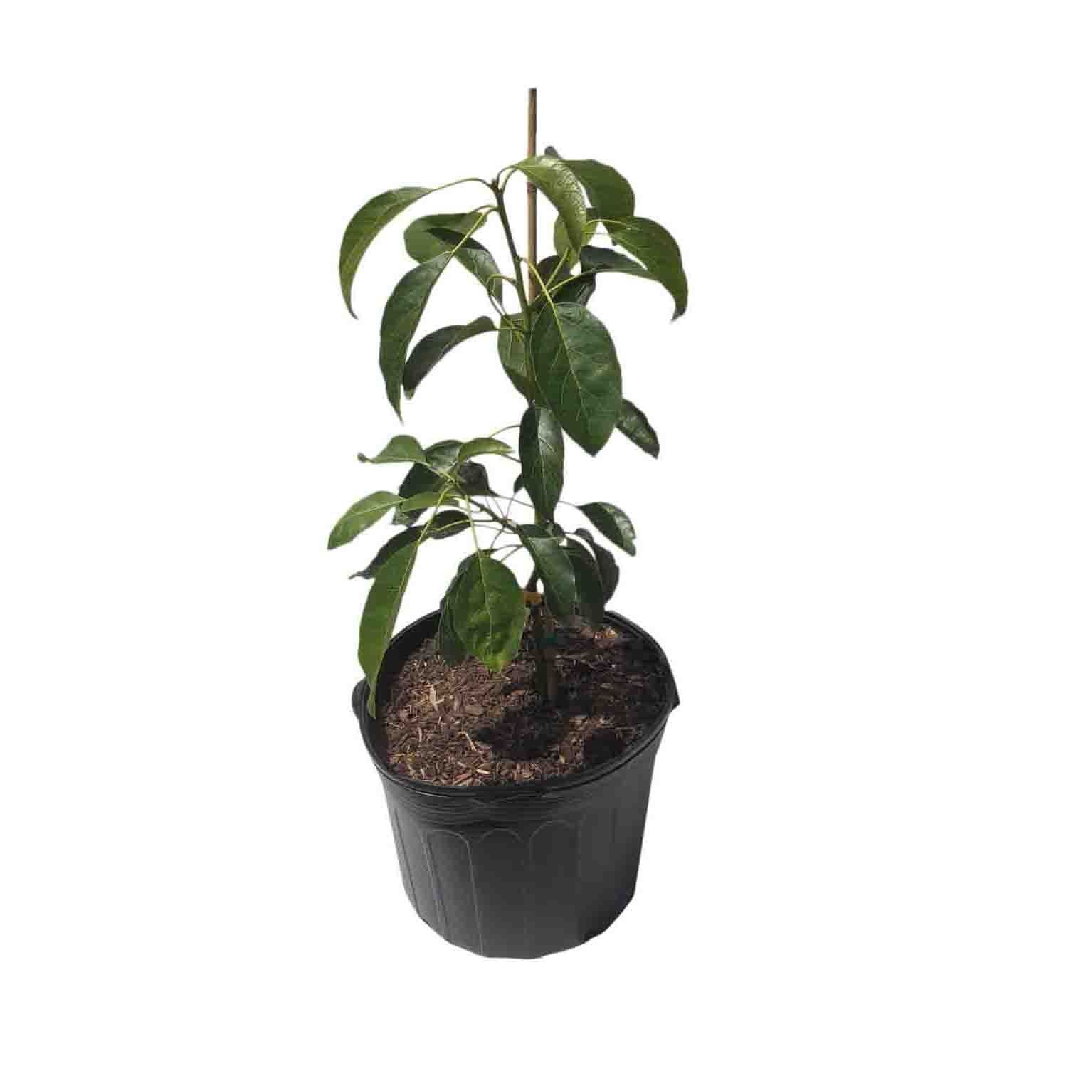 Hass Avocado Tree, Grafted, 7 Gal Container from Florida