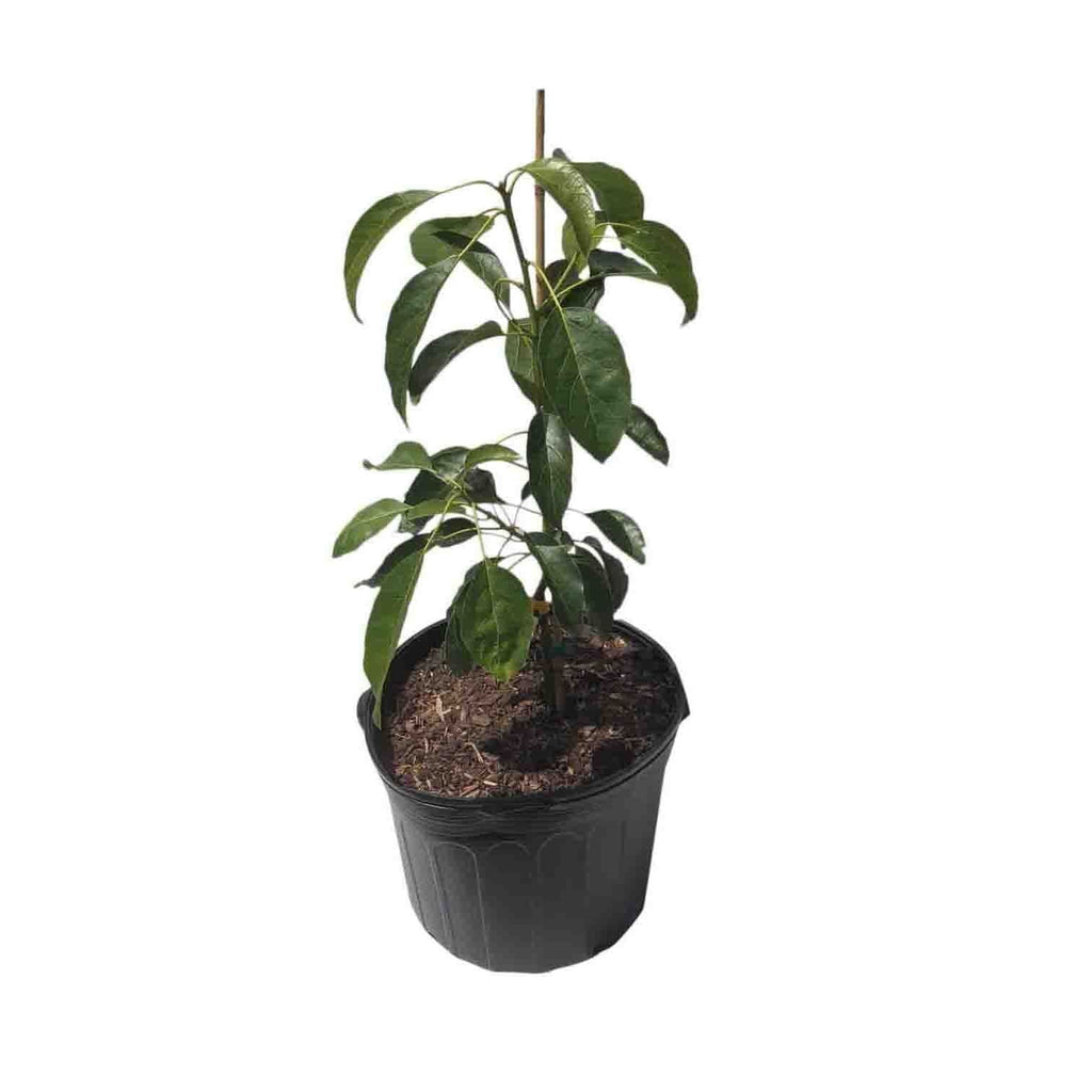 Hass [California] Avocado Tree, Grafted Fruit Trees 100-Carlos Tropical Fruits 