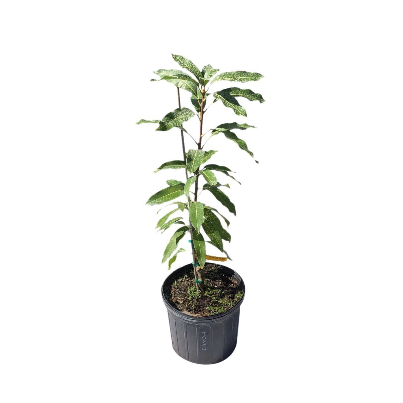 Honey Kiss Mango Tree, Grafted 102-Zill High Performance Plants 