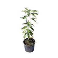 Honey Kiss Mango Tree, Grafted, 3 Gal Container from Florida