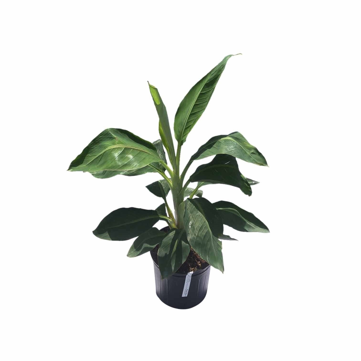 Hua Moa, Hawaiian Plantain Plant Fruit Trees 103-Pine Island Nursery 