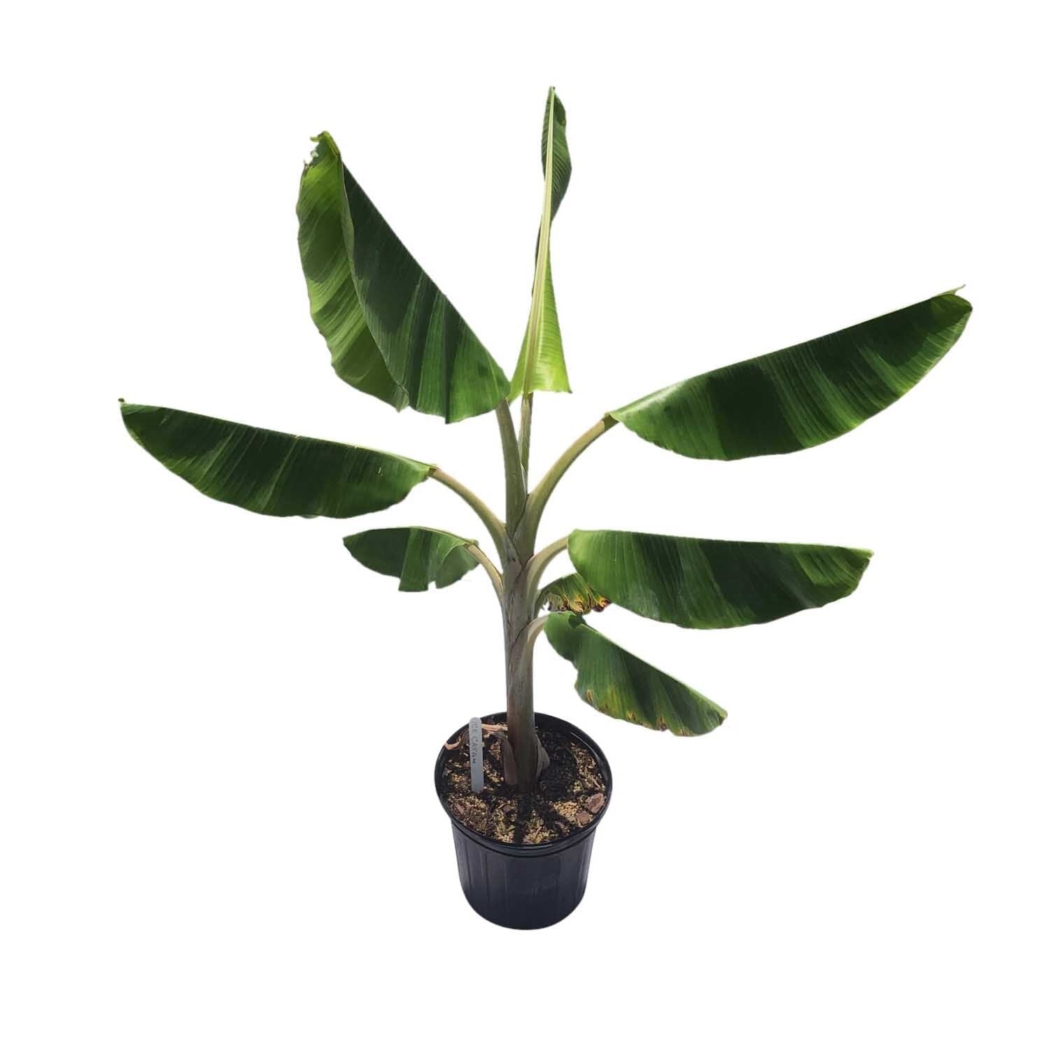 Ice Cream Blue Java Banana Plant Fruit Trees 109-Going Bananas
