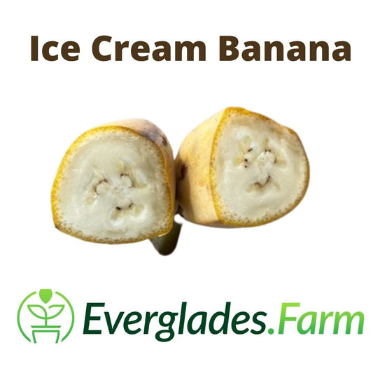 Ice Cream Blue Java Banana Plant