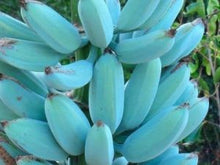 Load image into Gallery viewer, Ice Cream Blue Java Banana Plant For Sale from Florida
