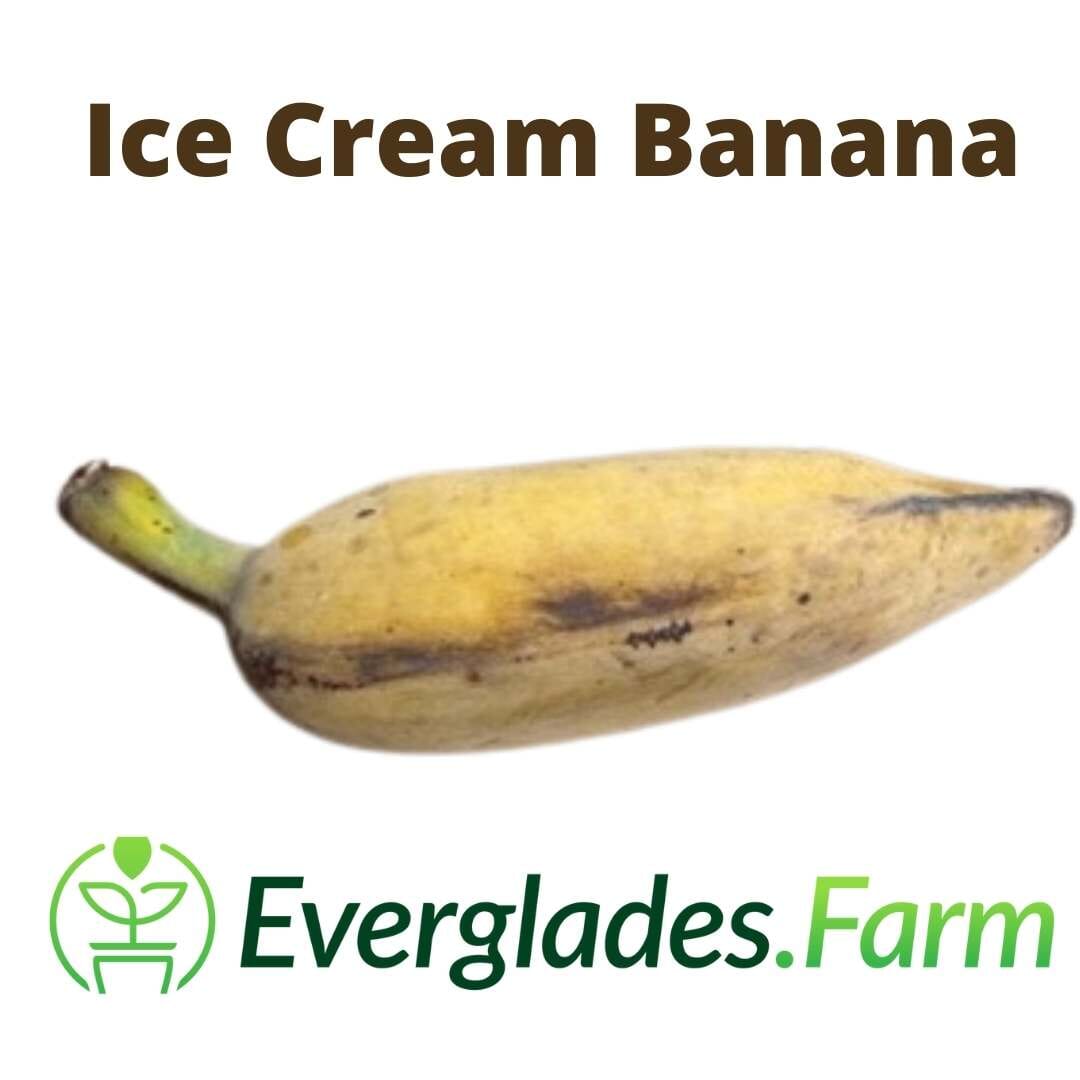 Ice Cream Blue Java Banana Plant Fruit Trees 109-Going Bananas