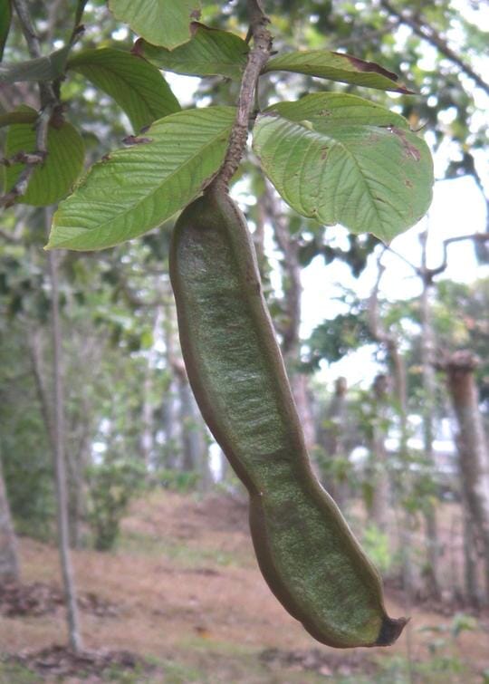 Ice Cream Bean / Pacay Inga edulis / Long Fruit 103-Pine Island Nursery