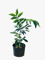 Ice Cream Bean / Pacay Inga feuilleei 122-Homegrown Farm