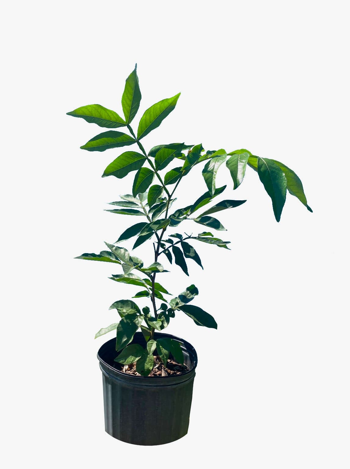 Ice Cream Bean / Pacay Inga feuilleei 122-Homegrown Farm