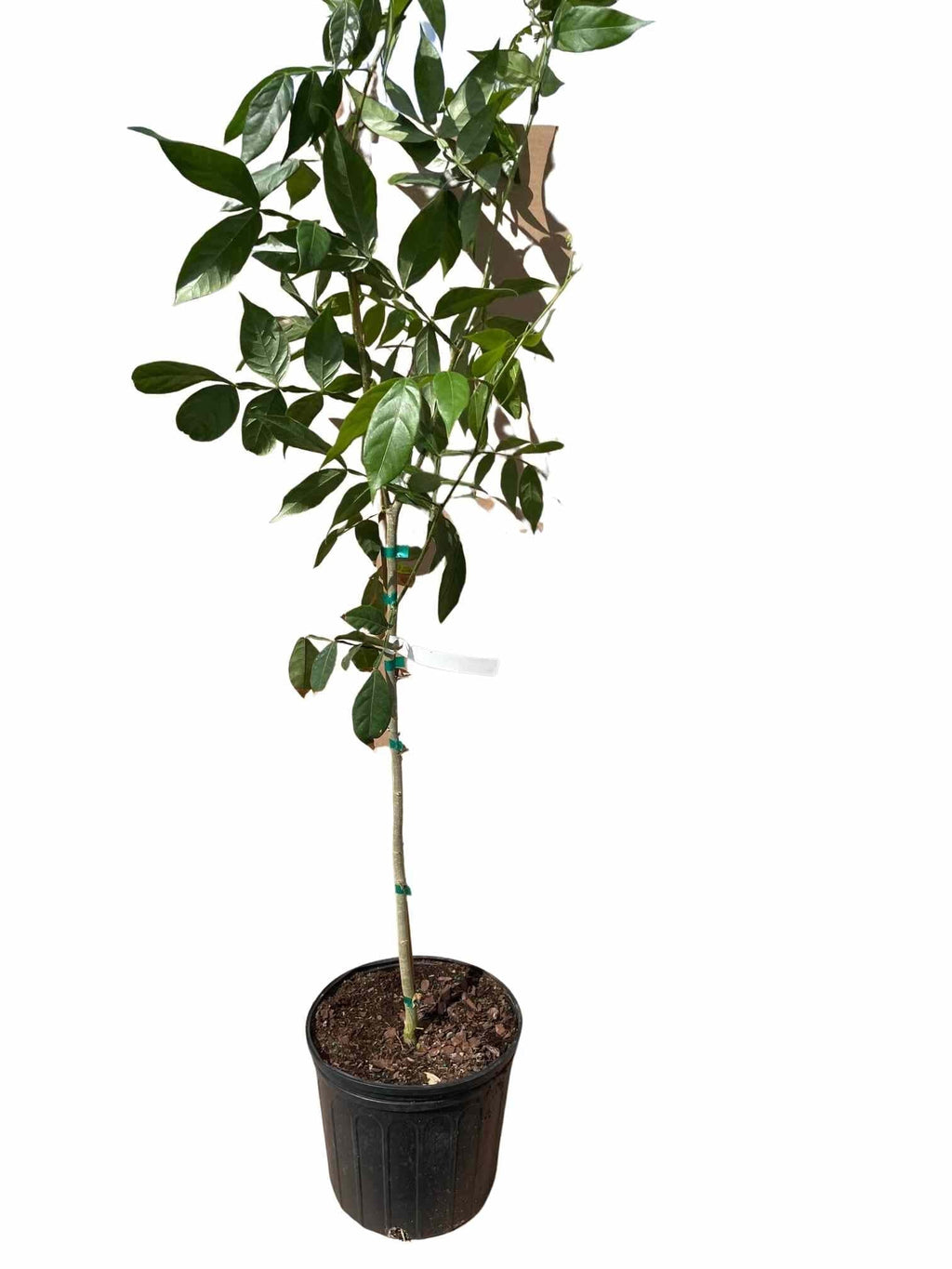 Ice Cream Bean / Pacay Inga edulis / Long Fruit 103-Pine Island Nursery