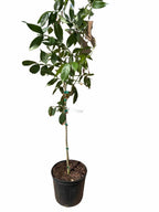 Ice Cream Bean / Pacay Inga edulis / Long Fruit 103-Pine Island Nursery