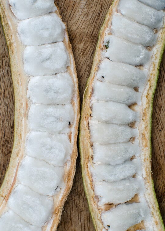 Ice Cream Bean / Pacay Inga edulis / Long Fruit 103-Pine Island Nursery