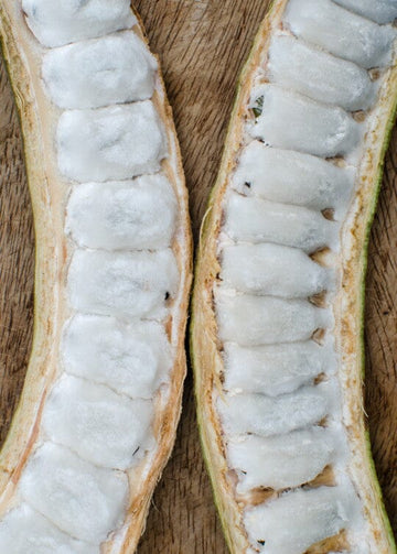 Ice Cream Bean / Pacay Inga edulis / Long Fruit 103-Pine Island Nursery