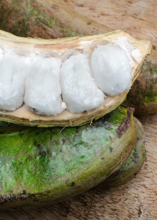 Ice Cream Bean / Pacay Inga edulis / Long Fruit 103-Pine Island Nursery