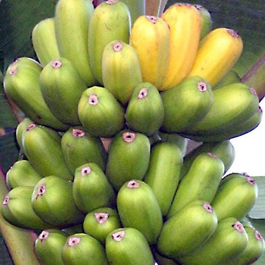 Hua Moa, Hawaiian Plantain Plant Fruit Trees 103-Pine Island Nursery