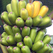 Hua Moa, Hawaiian Plantain Plant Fruit Trees 103-Pine Island Nursery 