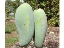 Pram Kai Mea / Brahm Kai Meuo Mango Tree, Grafted Fruit Trees 102-Zill High Performance Plants 
