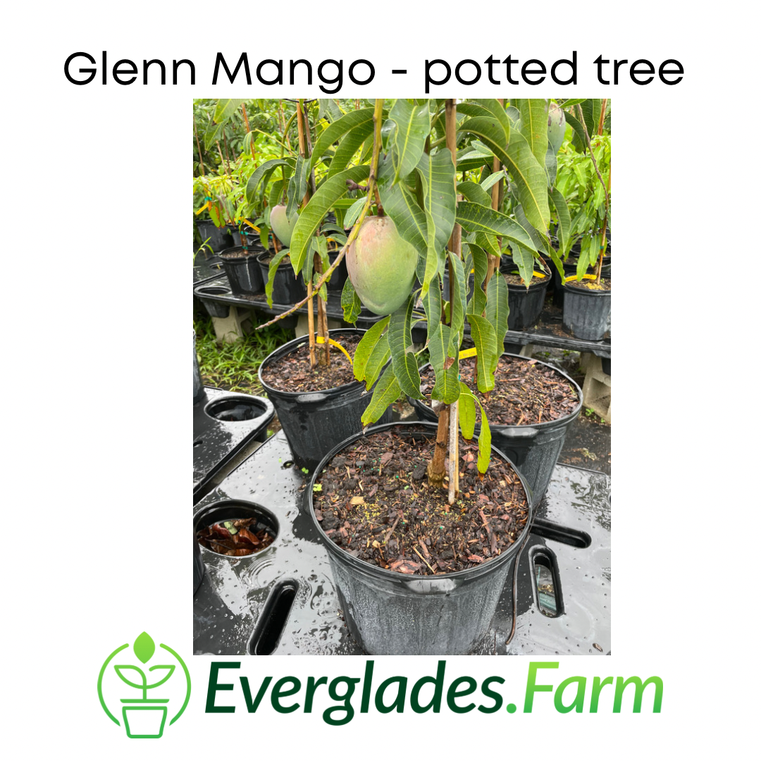 Glenn Mango Tree, Grafted Fruit Trees 100-Carlos Tropical Fruits 