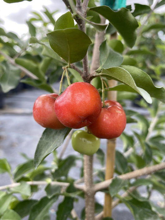 Barbados Cherry, Acerola, Guyana Cherry Tree, 3-gal Container from Florida Fruit Trees Everglades Farm 